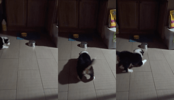 출처 : Reddit / 오두방정떨며 그릇을 향해 짖는 강아지