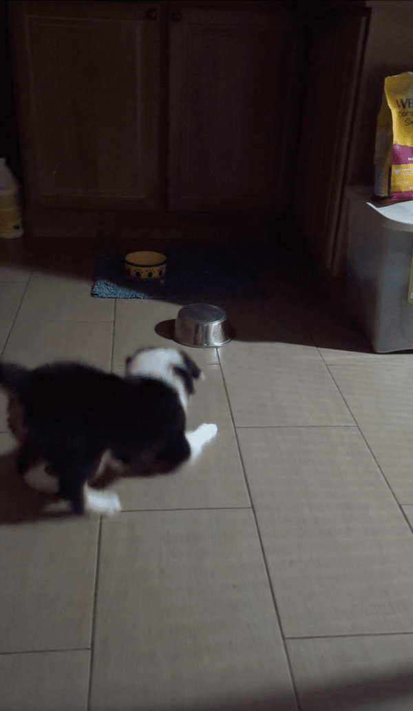 출처 : Reddit / 엎드려서 그릇을 바라보고 있는 강아지