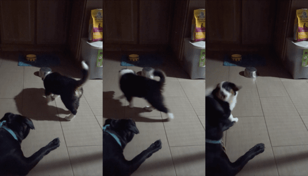 출처 : Reddit / 그릇을 보고 짖고 있는 강아지를 진정시키려는 개