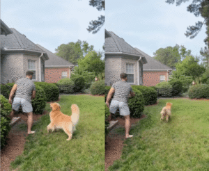 나 뭐하던 중이었더라? 달려가다 까먹은 듯한 골든 리트리버