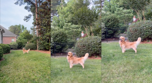 출처 : Reddit / 멋쩍은지 혀를 빼꼼 내민 골든 리트리버