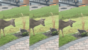 서로 이런 동물은 처음 본다는 듯한 고양이와 사슴의 눈빛 교환
