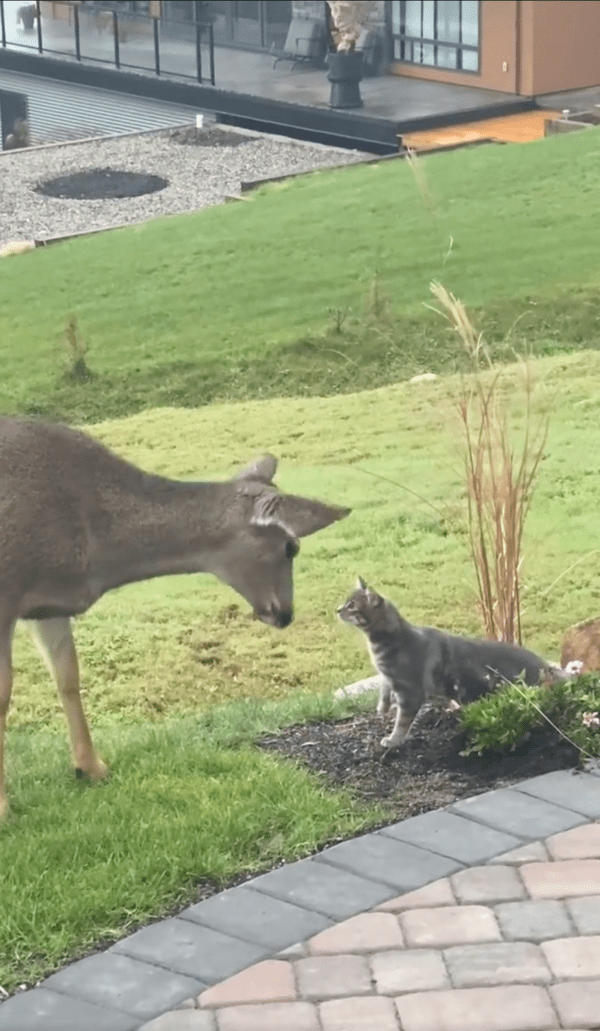 출처 : Reddit / 서로를 마주 보고 있는 고양이와 사슴