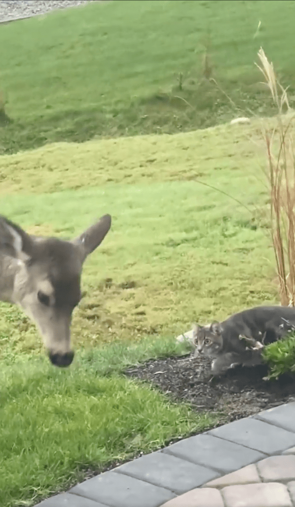 출처 : Reddit / 시선을 돌리는 사슴과 사슴을 계속 바라보는 고양이