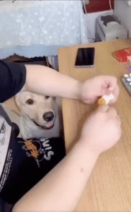 나도 사탕 먹어 볼래! 사탕을 처음 물어본 리트리버의 표정은?