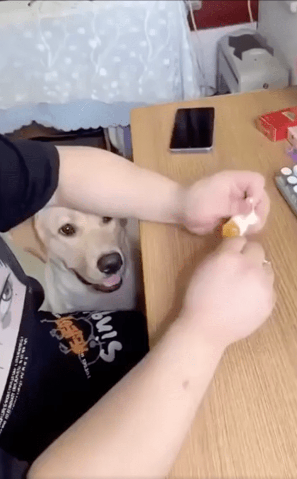 출처 : Reddit / 막대사탕이 맛있어 보이는지 쳐다보고 있는 리트리버