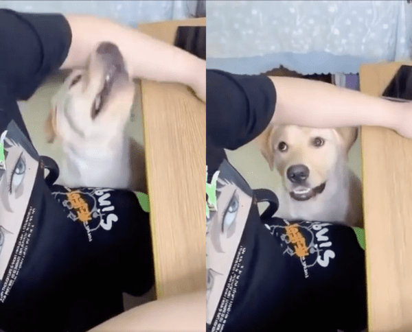 출처 : Reddit / 막대사탕을 맛보고 싶다는 듯 주인을 바라보는 리트리버