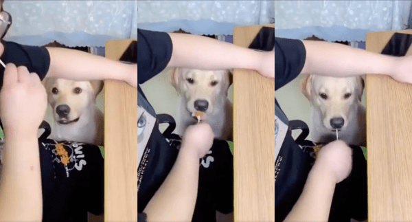 출처 : Reddit / 리트리버에게 막대사탕을 먹어보라고 준 주인