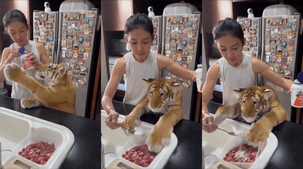 출처 : Reddit / 고기를 얼른 먹고 싶어 안달이 난 호랑이