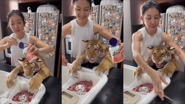 출처 : Reddit / 영양제는 뿌리지 말라는 듯 우는 호랑이
