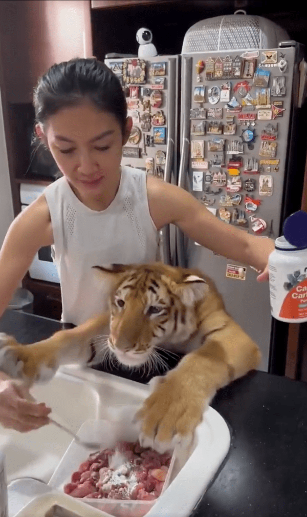 출처 : Reddit / 영양제 안 넣어도 되니까 얼른 달라는 호랑이