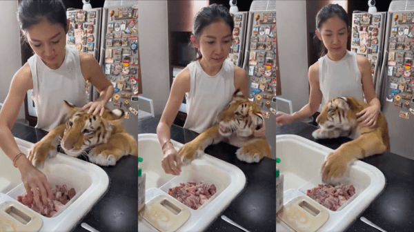 출처 : Reddit / 고기를 집으려는 사람 손을 뚫어져라 보는 호랑이