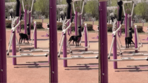 운동은 어디서나 할 수 있어! 강아지의 운동 실력