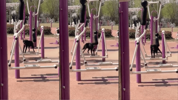 출처 : Reddit / 운동기구 위에 올라타 다리를 왔다갔다하는 강아지