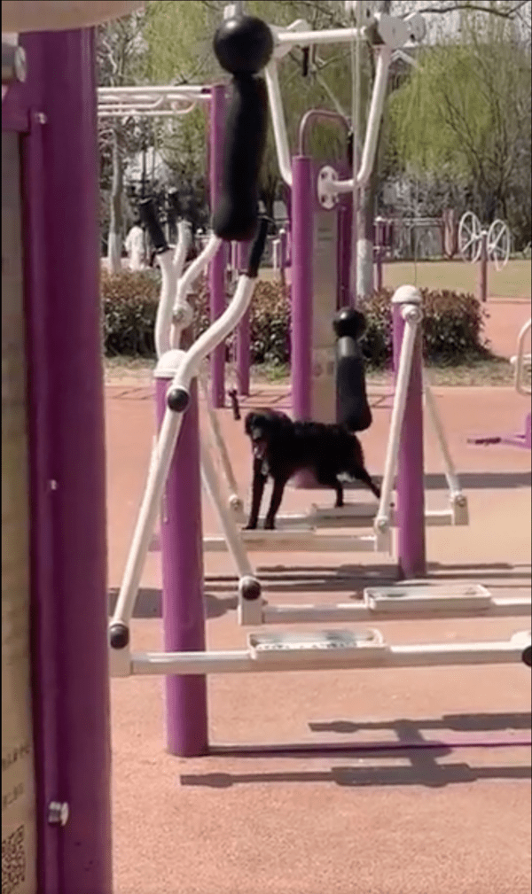 출처 : Reddit / 운동기구에서 아침 운동 하는 듯한 강아지의 모습