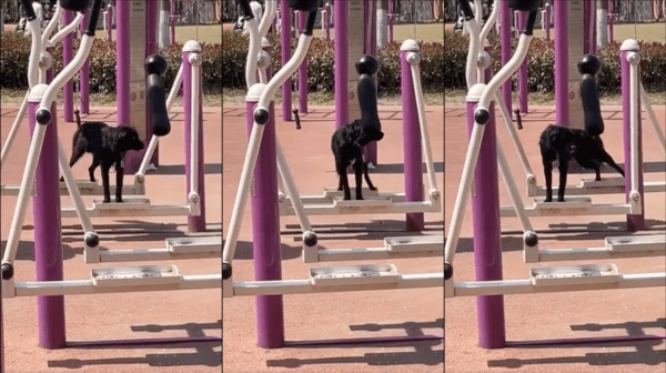 출처 : Reddit / 능숙하게 운동기구를 이용하는 강아지