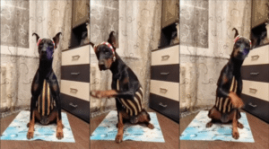 자! 모두들 저를 따라 움직이세요! 도베르만의 에어로빅 시간!