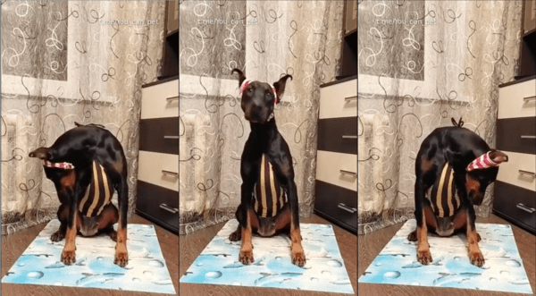 출처 : Reddit / 에어로빅 하는 듯한 도베르만의 모습