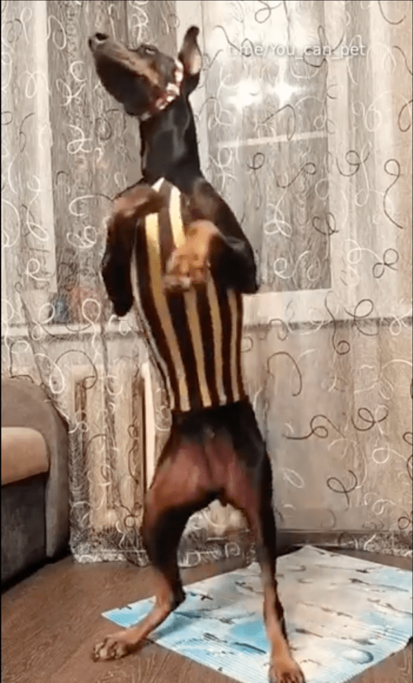 출처 : Reddit / 서서 에어로빅을 하는 도베르만