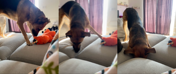 출처 : Reddit / 소파 틈 사이로 머리를 넣는 강아지