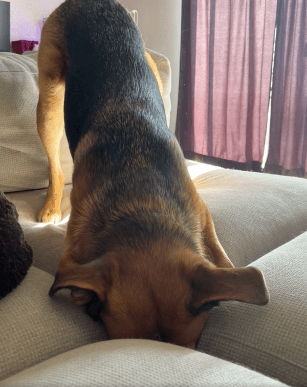 출처 : Reddit / 소파 틈에 머리를 넣은 강아지