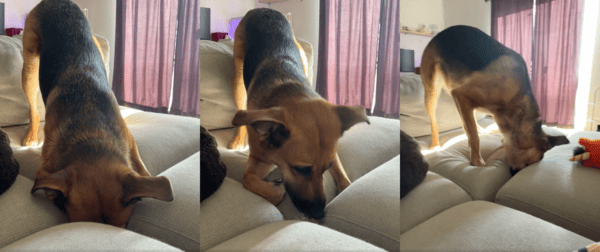 출처 : Reddit / 머리를 넣었다가 다른 틈에 머리를 다시 넣는 강아지