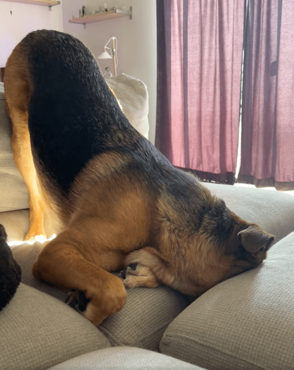 출처 : Reddit / 소파 틈에 머리를 넣고 있는 강아지