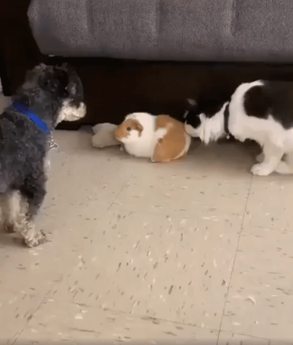 출처 : Reddit / 토끼 인형을 건드리는 고양이와 그를 바라보고 있는 강아지