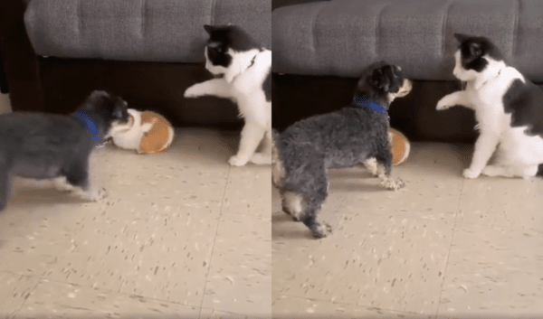 출처 : Reddit / 토끼 인형을 건드리자, 고양이를 혼내려고 짖는 강아지