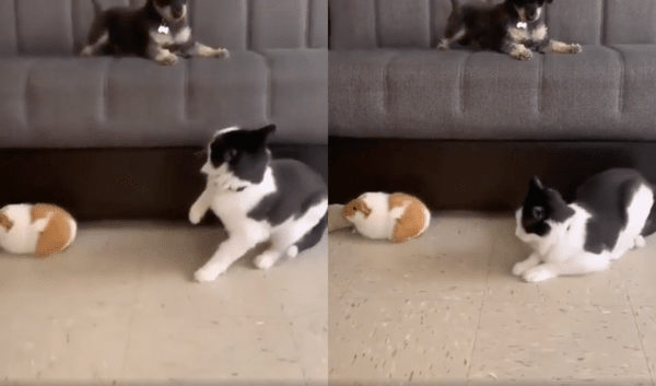 출처 : Reddit / 고양이를 경계하는 슈나우저와 그에 위축된 고양이