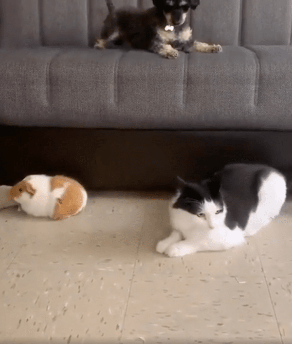 출처 : Reddit / 결국 슈나우저의 말을 잘 들은 고양이