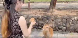 안녕하세요~ 간식 주세요~ 인사하는 사슴?