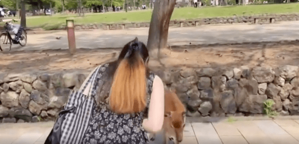 출처 : Reddit / 간식을 먹기 위해 사람에게 인사한 사슴