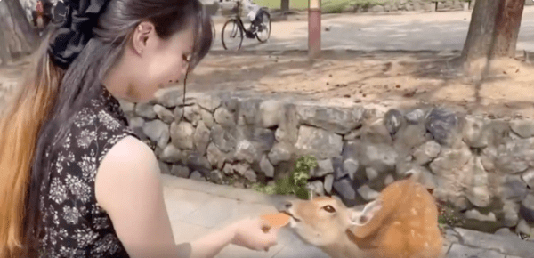 출처 : Reddit / 인사를 하고 간식을 얻어먹은 사슴