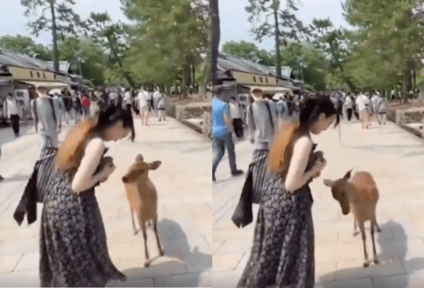 출처 : Reddit / 간식 먹으려고 다가오는 또 다른 사슴의 인사