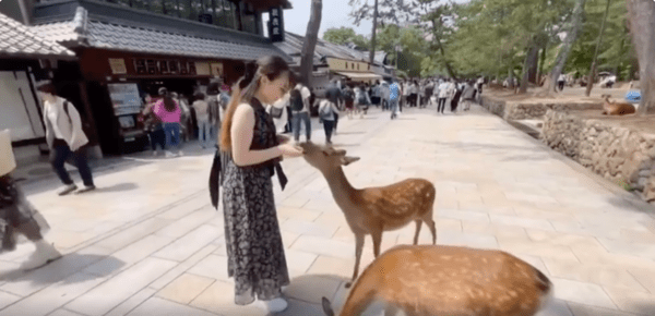 출처 : Reddit / 인사를 하고 간식을 얻어먹은 사슴