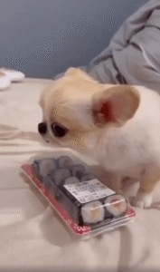 이 김밥은 내 거야! 나만 먹을 거야! 으르렁 대는 강아지?