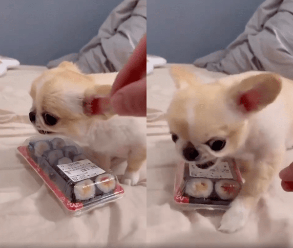 출처 : Reddit / 김밥을 사수하려 다가오는 주인의 손에 으르렁대는 강아지