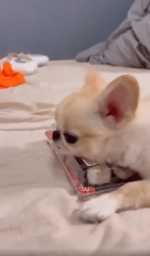 출처 : Reddit / 김밥 위에 고개를 떨구어 지키고 있는 강아지