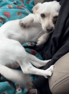 주인이 너무 좋지만 실수를 인정하지 않는 강아지