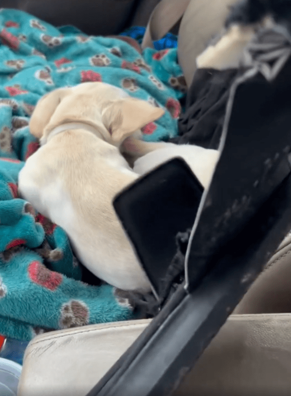 출처 : Reddit / 주인의 시선에 아예 엎드려 누워버린 강아지