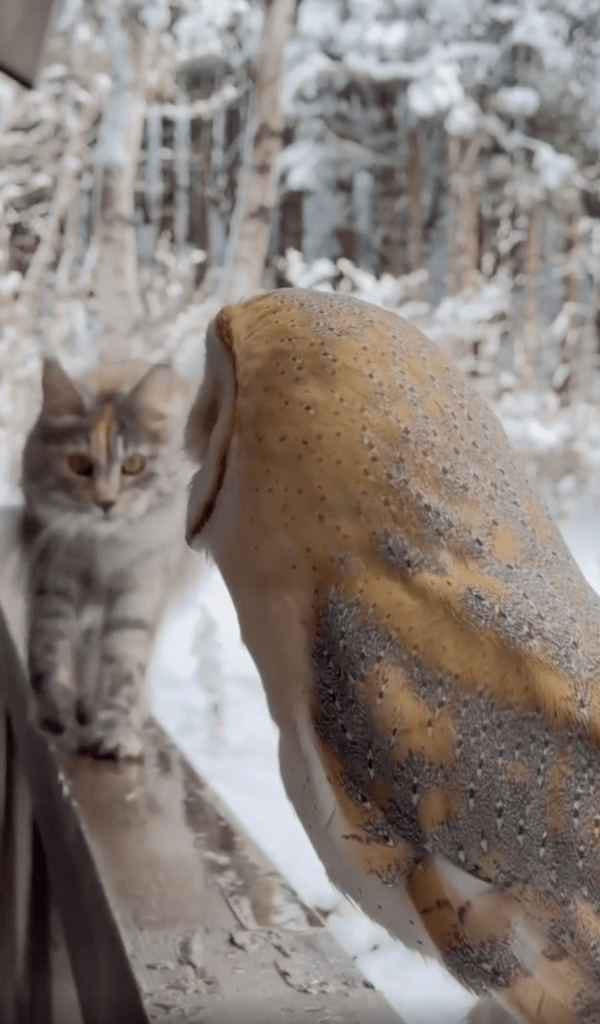 출처 : Reddit / 외양간올빼미에게 다가오는 고양이