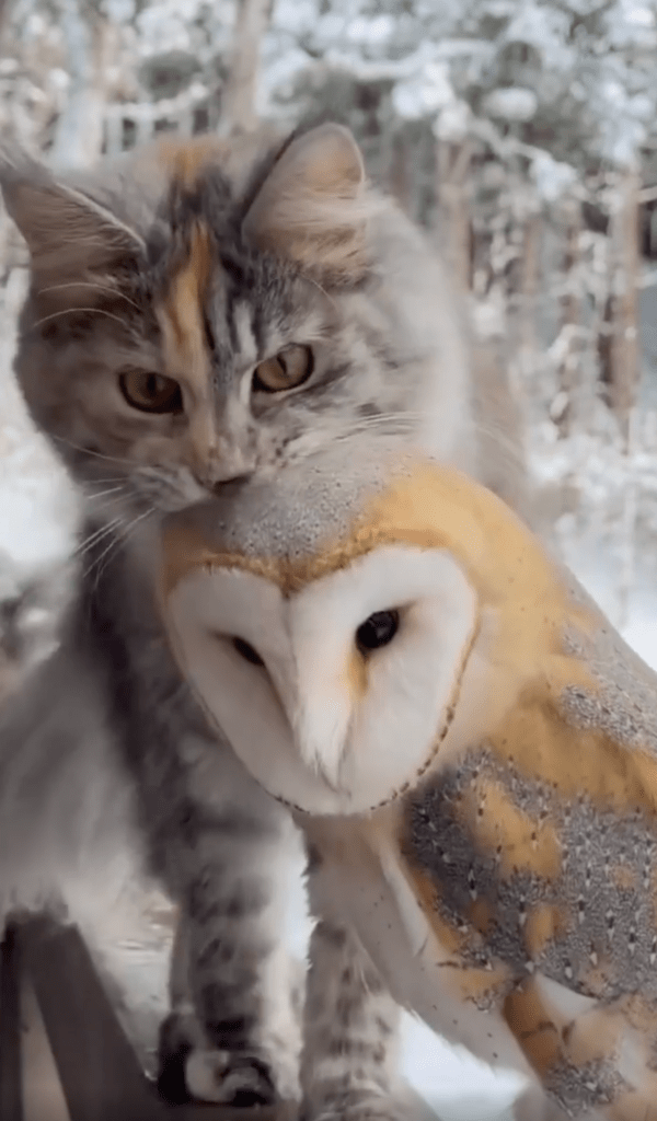 출처 : Reddit / 고양이가 다가와도 도망가지 않고 가만히 있는 외양간올빼미