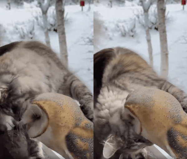 출처 : Reddit / 외양간올빼미에게 얼굴을 비비는 고양이