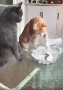 물고기 괴롭히지 말라냥! 고양이를 혼내는 고양이