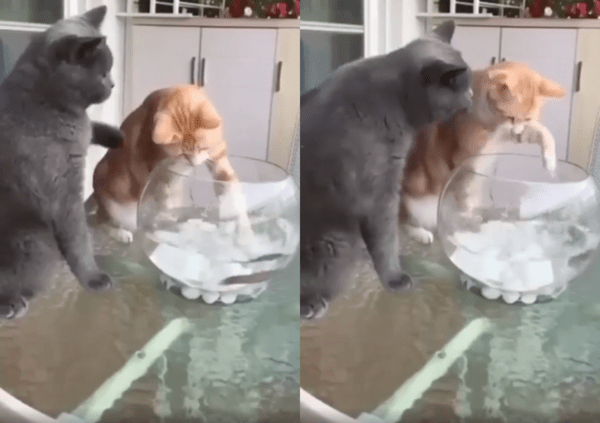 출처 : Reddit / 치즈냥이를 혼내는 러시안블루 고양이