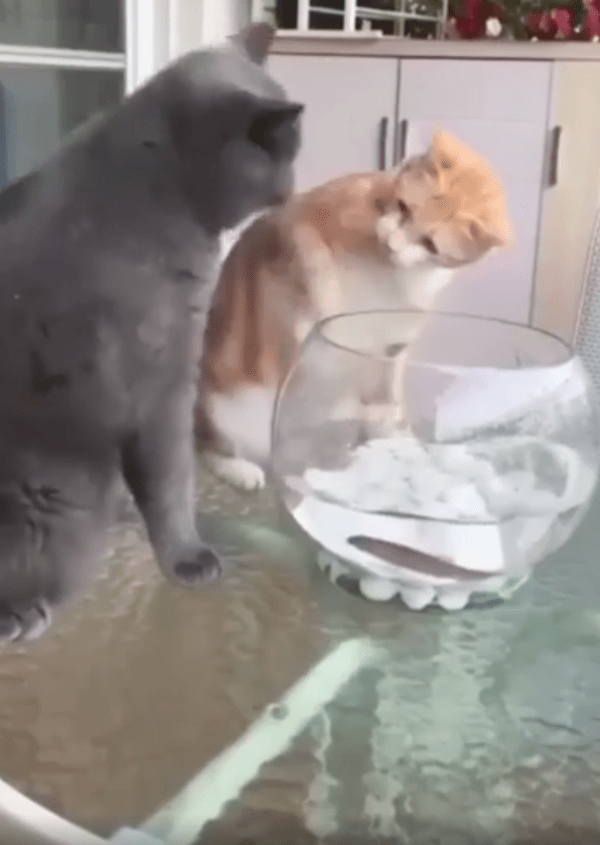 출처 : Reddit / 당황한 치즈냥이와 눈빛을 보내는 러시안블루 고양이