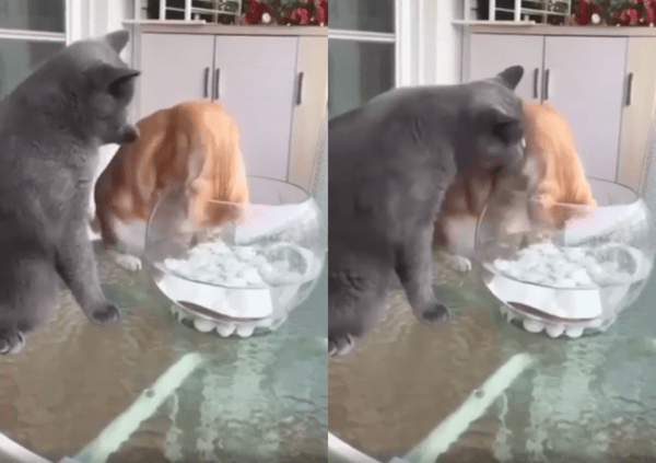 출처 : Reddit / 혼나도 또 물고기를 건드리는 치즈냥이와 또 혼내는 러시안블루 고양이