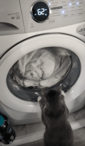 새 드럼 세탁기를 좋아하는 듯 바라보는 고양이 프레첼