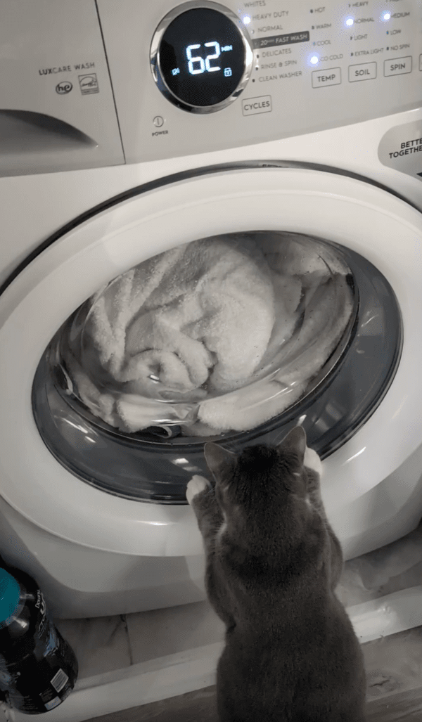 출처 : Reddit / 세탁기에 들어간 빨래를 보는 고양이